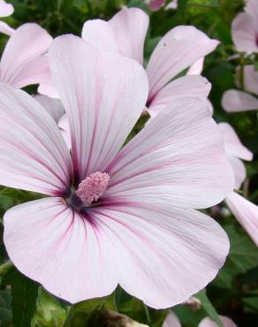 Fotografia 18 da espécie Lavatera trimestris no Jardim Botânico UTAD