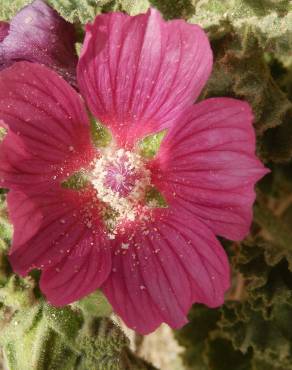 Fotografia 1 da espécie Lavatera triloba subesp. triloba no Jardim Botânico UTAD