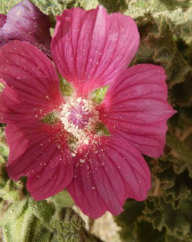 Fotografia de capa Lavatera triloba subesp. triloba - do Jardim Botânico