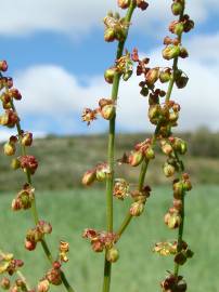 Fotografia da espécie Rumex acetosella subesp. angiocarpus