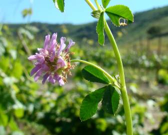 Fotografia da espécie Trifolium resupinatum