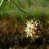 Fotografia 24 da espécie Trifolium resupinatum do Jardim Botânico UTAD