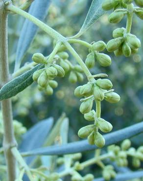 Fotografia 10 da espécie Olea europaea subesp. europaea var. sylvestris no Jardim Botânico UTAD