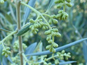 Fotografia da espécie Olea europaea subesp. europaea var. sylvestris