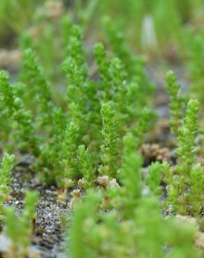 Fotografia 8 da espécie Crassula tillaea no Jardim Botânico UTAD
