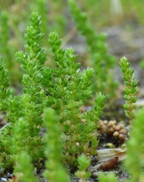 Fotografia 9 da espécie Crassula tillaea no Jardim Botânico UTAD