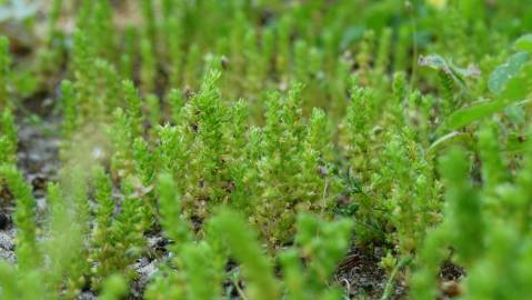 Fotografia da espécie Crassula tillaea