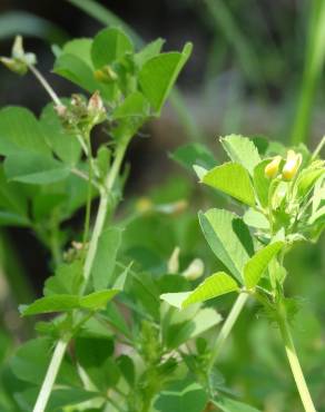 Fotografia 13 da espécie Medicago polymorpha no Jardim Botânico UTAD