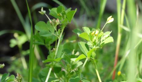 Fotografia da espécie Medicago polymorpha