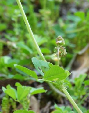 Fotografia 15 da espécie Medicago polymorpha no Jardim Botânico UTAD