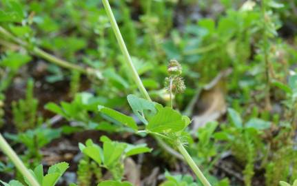 Fotografia da espécie Medicago polymorpha