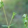 Fotografia 19 da espécie Stellaria media do Jardim Botânico UTAD