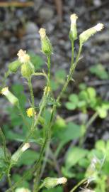 Fotografia da espécie Senecio sylvaticus