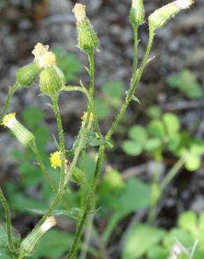 Fotografia 11 da espécie Senecio sylvaticus no Jardim Botânico UTAD