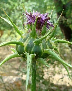 Fotografia 19 da espécie Silybum marianum no Jardim Botânico UTAD