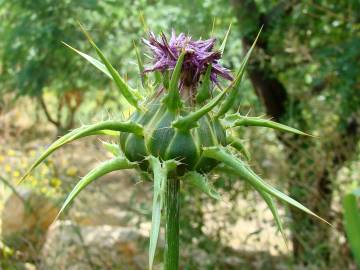 Fotografia da espécie Silybum marianum