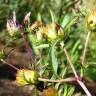 Fotografia 18 da espécie Bidens frondosa do Jardim Botânico UTAD