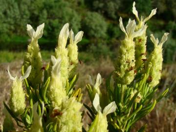 Fotografia da espécie Lavandula viridis