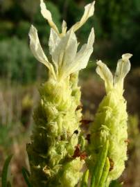 Fotografia da espécie Lavandula viridis