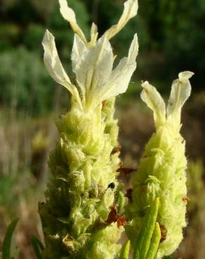 Fotografia 1 da espécie Lavandula viridis no Jardim Botânico UTAD