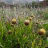 Fotografia 11 da espécie Phagnalon saxatile do Jardim Botânico UTAD