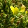 Fotografia 17 da espécie Ononis pubescens do Jardim Botânico UTAD