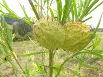 Fotografia da espécie Gomphocarpus physocarpus