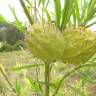 Fotografia 11 da espécie Gomphocarpus physocarpus do Jardim Botânico UTAD