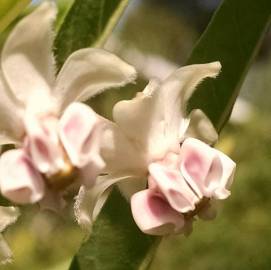 Fotografia da espécie Gomphocarpus physocarpus