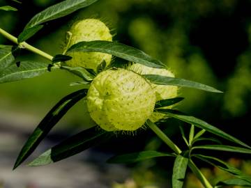 Fotografia da espécie Gomphocarpus physocarpus