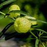 Fotografia 13 da espécie Gomphocarpus physocarpus do Jardim Botânico UTAD