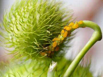 Fotografia da espécie Gomphocarpus physocarpus