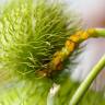 Fotografia 14 da espécie Gomphocarpus physocarpus do Jardim Botânico UTAD