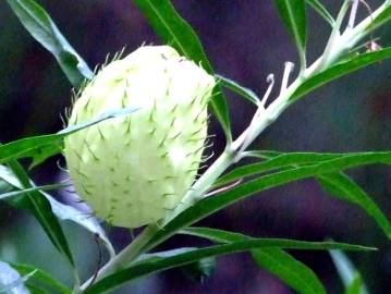 Fotografia da espécie Gomphocarpus physocarpus