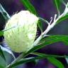 Fotografia 15 da espécie Gomphocarpus physocarpus do Jardim Botânico UTAD