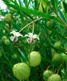 Fotografia da espécie Gomphocarpus physocarpus