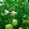 Fotografia 16 da espécie Gomphocarpus physocarpus do Jardim Botânico UTAD