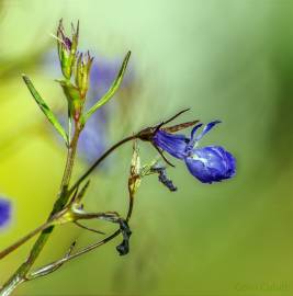 Fotografia da espécie Lobelia erinus