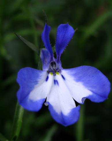 Fotografia de capa Lobelia erinus - do Jardim Botânico