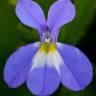 Fotografia 6 da espécie Lobelia erinus do Jardim Botânico UTAD