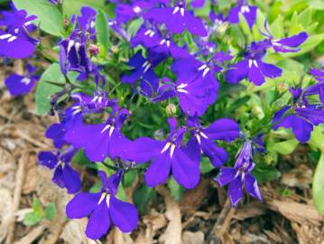 Fotografia da espécie Lobelia erinus