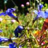 Fotografia 9 da espécie Lobelia erinus do Jardim Botânico UTAD