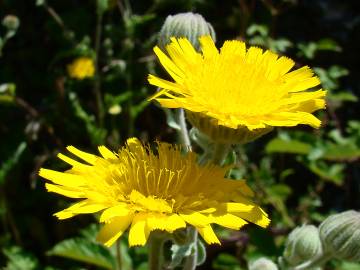 Fotografia da espécie Andryala laxiflora