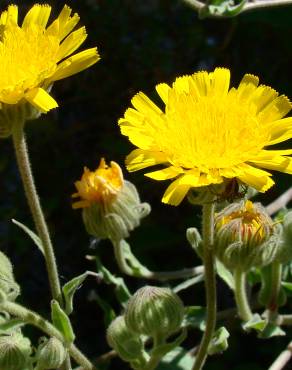 Fotografia 4 da espécie Andryala laxiflora no Jardim Botânico UTAD