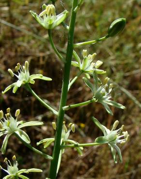 Fotografia 6 da espécie Ornithogalum pyrenaicum subesp. pyrenaicum no Jardim Botânico UTAD