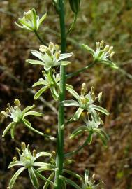 Fotografia da espécie Ornithogalum pyrenaicum subesp. pyrenaicum