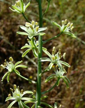 Fotografia 7 da espécie Ornithogalum pyrenaicum subesp. pyrenaicum no Jardim Botânico UTAD