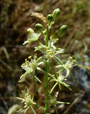 Fotografia 8 da espécie Ornithogalum pyrenaicum subesp. pyrenaicum no Jardim Botânico UTAD