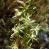 Fotografia 8 da espécie Ornithogalum pyrenaicum subesp. pyrenaicum do Jardim Botânico UTAD