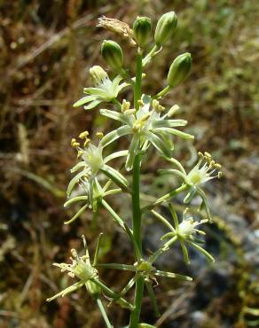 Fotografia 9 da espécie Ornithogalum pyrenaicum subesp. pyrenaicum no Jardim Botânico UTAD